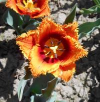 Tulipán 'Palmares' - Třepenité tulipány (Tulipa)