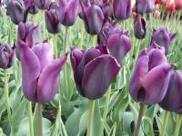 Tulipán 'Harpyje' - Triumph tulipány (Tulipa)