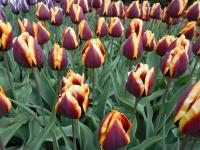 Tulipán 'Terej' - Triumph tulipány (Tulipa)