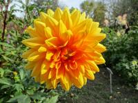Jiřinka 'Noordwijks Glorie' (Dahlia)
