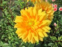 Jiřinka 'Noordwijks Glorie' (Dahlia)