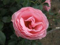 Růže 'Rosenprofesor Seiber' - Mnohokvěté růže (Rosa)