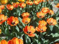 Tulipán 'Orange Goblet' - Darwin hybridy (Tulipa)