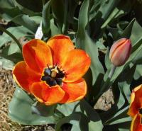 Tulipán 'Orange Goblet' - Darwin hybridy (Tulipa)