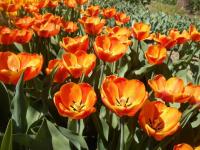 Tulipán 'Orange Goblet' - Darwin hybridy (Tulipa)