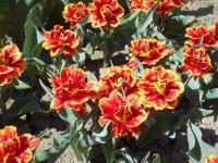 Tulipán 'Fringed Beauty' - Třepenité tulipány (Tulipa)