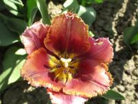 Tulipán 'The Skipper Record' - Třepenité tulipány (Tulipa)