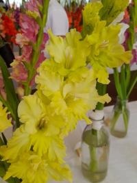 Mečík 'Májový květ' (Gladiolus)