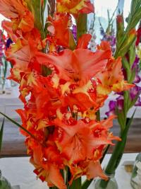 Mečík 'Jugoslavija' (Gladiolus)