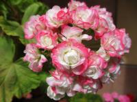 Pelargónie páskatá 'April Snow' (Pelargonium zonale)