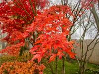 Javor dlanitolistý 'Coral Pink' - podzimní habitus (Acer palmatum)