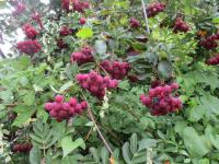 Jeřáb granátový 'Granatina' (Sorbus aucuparia x Crataegus sanguinea)