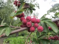 Jeřáb granátový 'Granatina' (Sorbus aucuparia x Crataegus sanguinea)