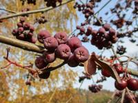 Jeřáb granátový 'Granatina' (Sorbus aucuparia x Crataegus sanguinea)