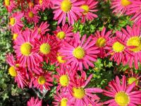 Listopadka 'Mrs Jessie Cooper'