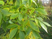 Ořechovec lysý (Carya glabra)