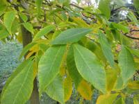 Ořechovec lysý (Carya glabra)