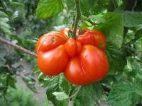 Lilek rajče 'Reise'