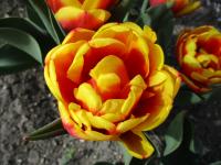 Tulipán 'Shell' - Plnokvěté rané tulipány (Tulipa)