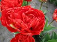 Tulipán 'Miranda' - Plné pozdní tulipány (Tulipa)