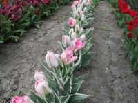 Tulipán 'Elsenburg' - Papouškovité tulipány (Tulipa)