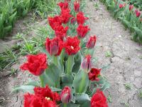Tulipán 'Pacific Pearl' - Třepenité tulipány (Tulipa)