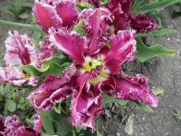 Tulipán 'Mysterious Parrot' - Papouškovité tulipány (Tulipa)