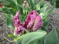 Tulipán 'Mysterious Parrot' - Papouškovité tulipány