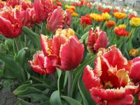 Tulipán 'Dee Jay Parrot' - Papouškovité tulipány (Tulipa)