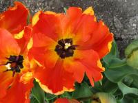 Tulipán 'Flower Power' - Papouškovité tulipány (Tulipa)