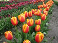 Tulipán 'World Peace' - Darwin hybridy (Tulipa)