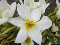 Tulipán Fosterův 'Purissima Blonde' (Tulipa fosteriana)
