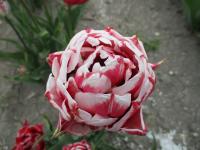 Tulipán 'Wedding Gift' - Plné pozdní tulipány (Tulipa)