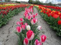 Tulipán 'Pink Whispers' - Darwin hybridy (Tulipa)