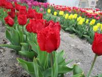Tulipán 'Indiana' - Třepenité tulipány (Tulipa)