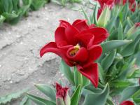Tulipán 'Red Dress' - Triumph tulipány (Tulipa)