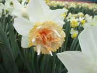 Narcis 'Petit Four' - Plnokvěté narcisy (Narcissus)