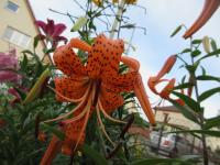 Lilie tygrovaná (Lilium lancifolium var splendens)