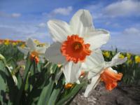 Narcis 'Charming Lady' - Cyclamineus narcisy