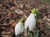 Sněženka podsněžník (Galanthus nivalis)