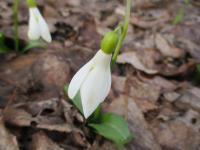 Sněženka Voronova (Galanthus woronowii)