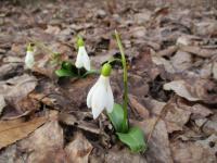Sněženka Voronova (Galanthus woronowii)