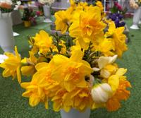 Narcis 'Golden Ducat' - Plnokvěté narcisy (Narcissus)