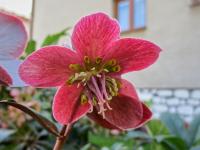 Čemeřice 'Snow Rose' (Helleborus x ballardiae)