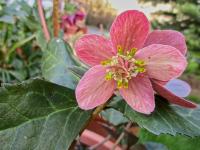 Čemeřice 'Snow Rose' (Helleborus x ballardiae)