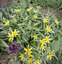 Tulipán pozdní (Tulipa urumiensis)