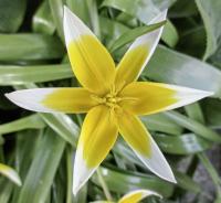 Tulipán pozdní (Tulipa urumiensis)