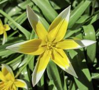 Tulipán pozdní (Tulipa urumiensis)