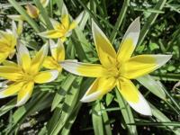 Tulipán pozdní (Tulipa urumiensis)