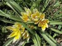 Tulipán pozdní (Tulipa urumiensis)